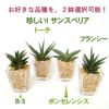 土を使わない観葉植物 サンスベリア ハイドロカルチャー