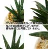 土を使わない観葉植物 サンスベリア ハイドロカルチャー