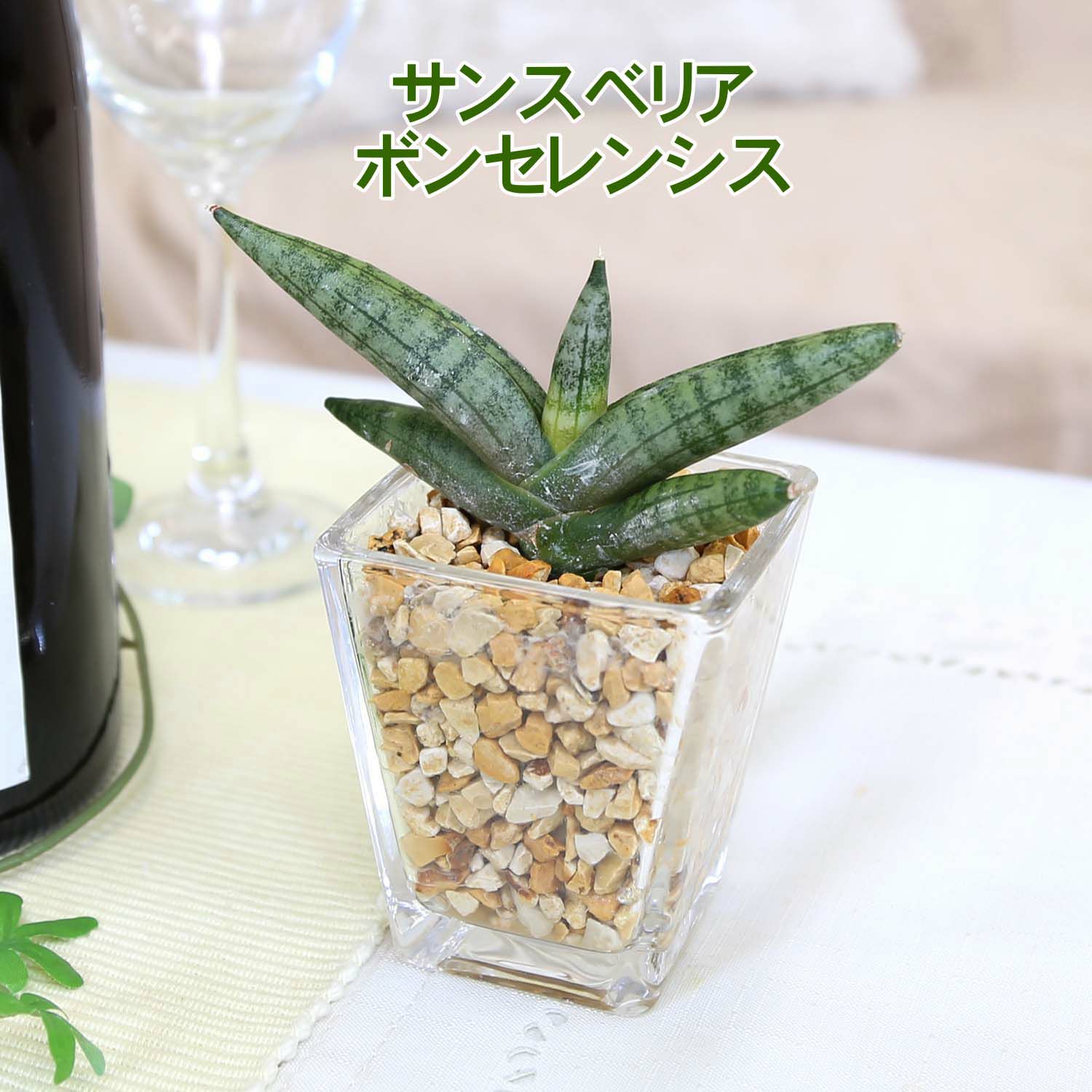 土を使わない観葉植物 サンスベリア ボンセレンシス
