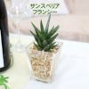 土を使わない観葉植物 サンスベリア フランシー