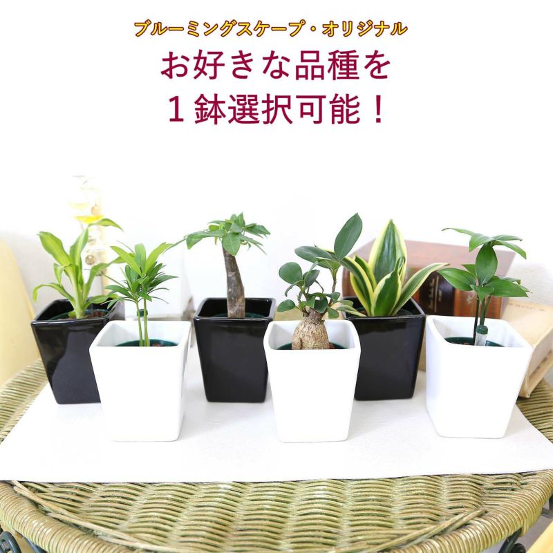 土を使わない観葉植物 ハイドロカルチャー  陶器鉢