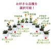 土を使わない観葉植物 ハイドロカルチャー  陶器鉢