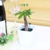 土を使わない観葉植物 ハイドロカルチャー  陶器鉢 パキラ