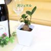 土を使わない観葉植物 ハイドロカルチャー  陶器鉢 ガジュマル