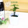 土を使わない観葉植物 ハイドロカルチャー  陶器鉢 ナギの木