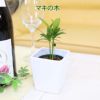 土を使わない観葉植物 ハイドロカルチャー  陶器鉢 マキの木