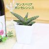 土を使わない観葉植物 ハイドロカルチャー  陶器鉢 サンスベリア ボンセレンシス