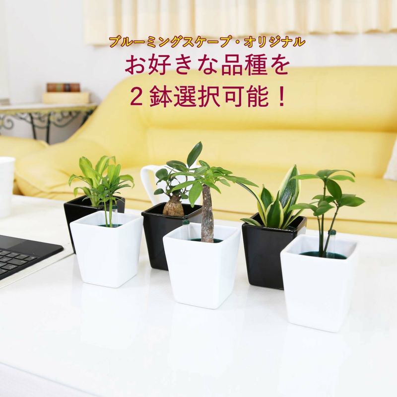 土を使わない観葉植物 ハイドロカルチャー 陶器鉢 ２鉢セット