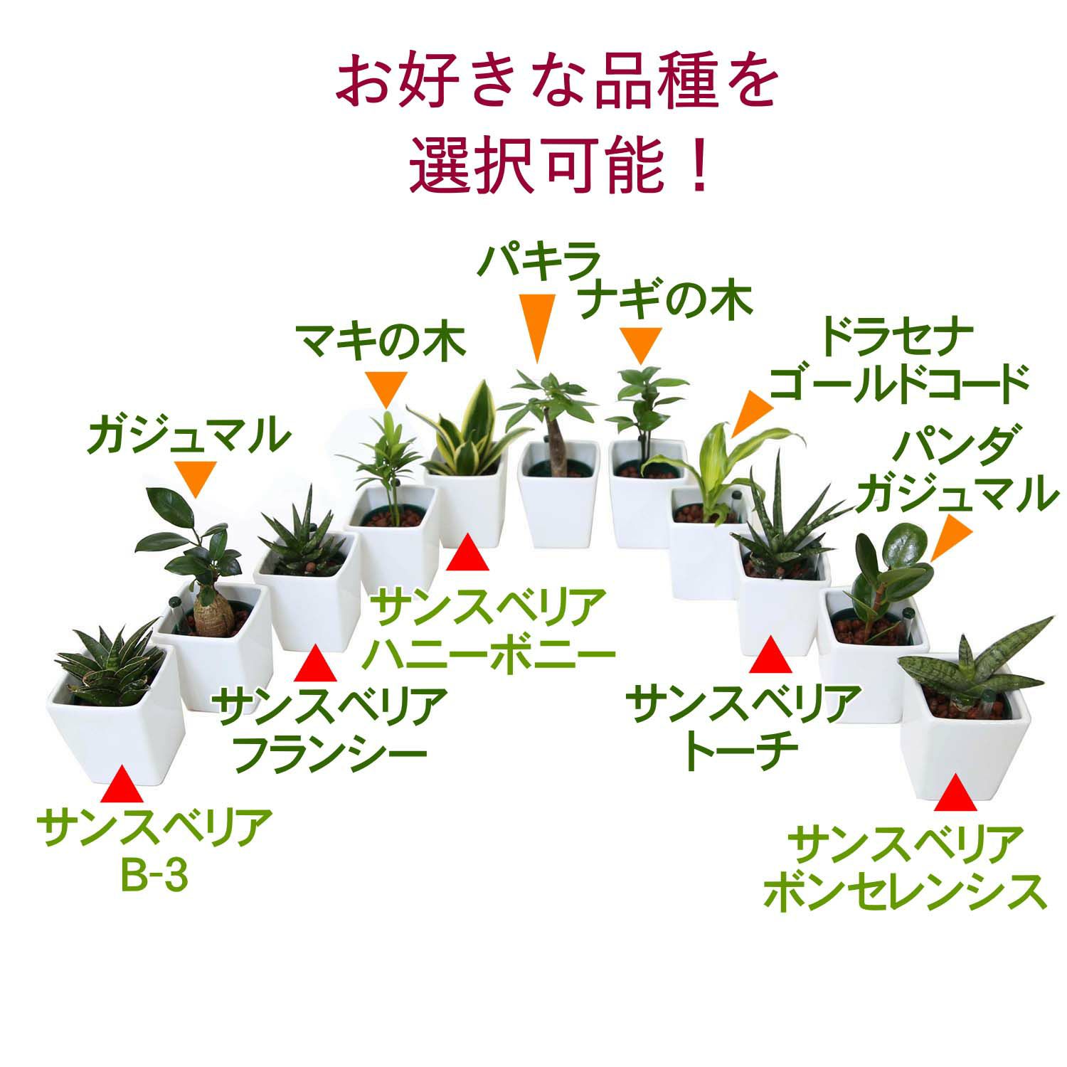 土を使わない観葉植物 ハイドロカルチャー 陶器鉢