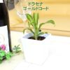 土を使わない観葉植物 ハイドロカルチャー 陶器鉢 ドラセナ ゴールドコード