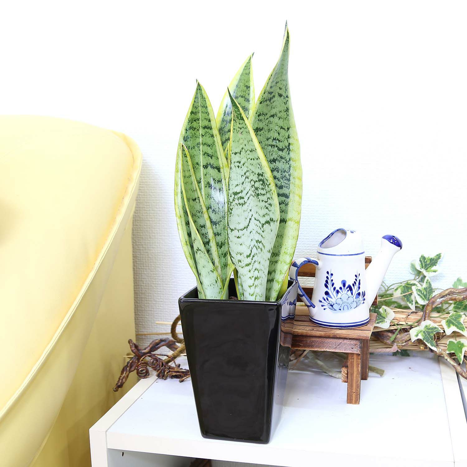 土を使わない観葉植物 ハイドロカルチャー サンスベリア 陶器鉢