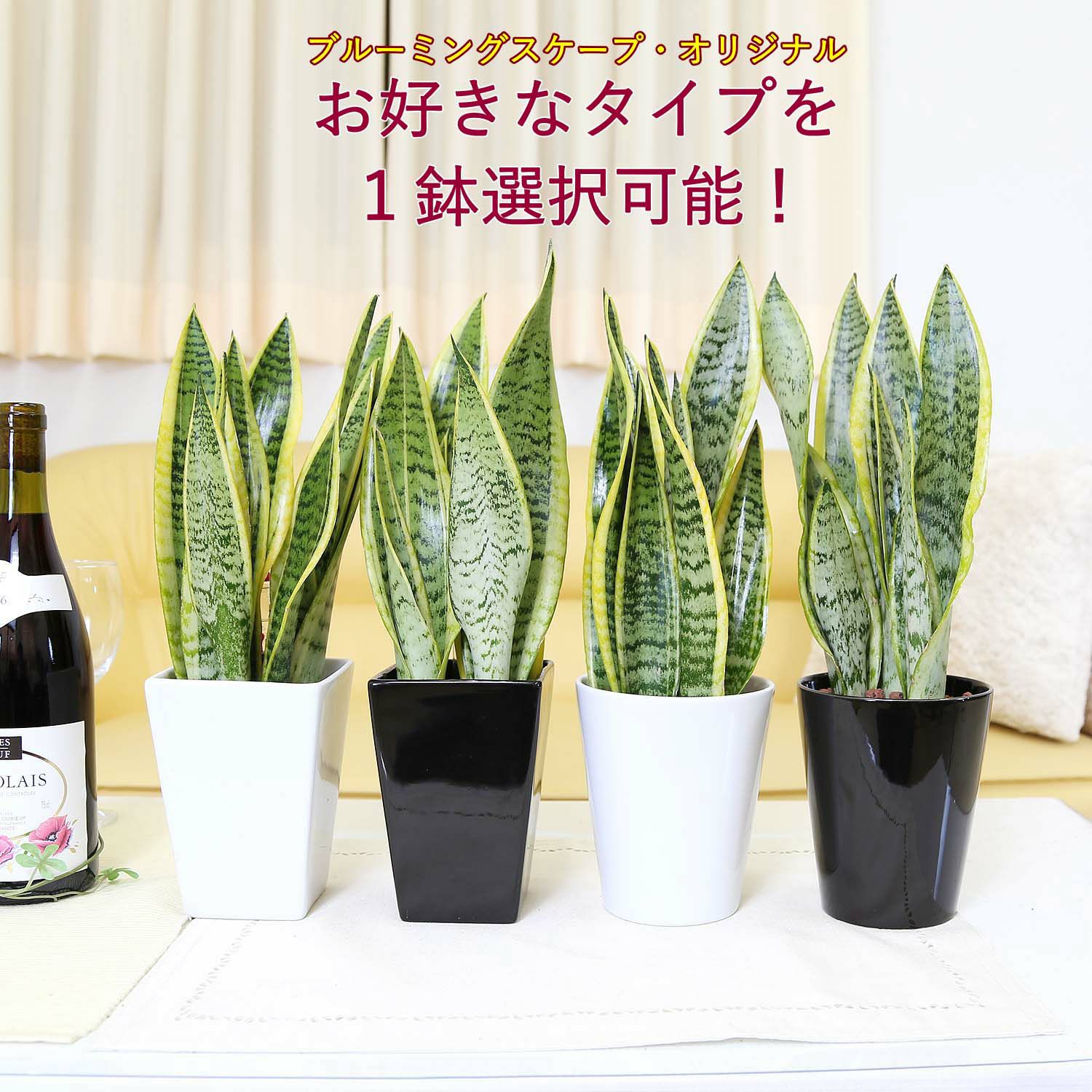サンスベリア サンセベリア ハイドロカルチャー 観葉植物 水耕栽培 土を使わない