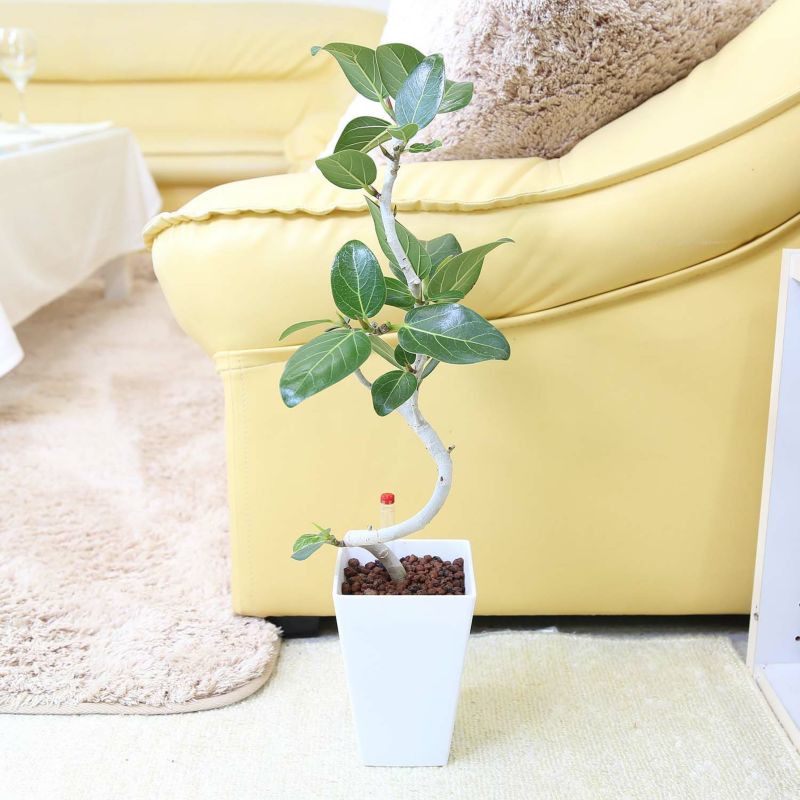 土を使わない 観葉植物 ベンガレンシス ハイドロカルチャー