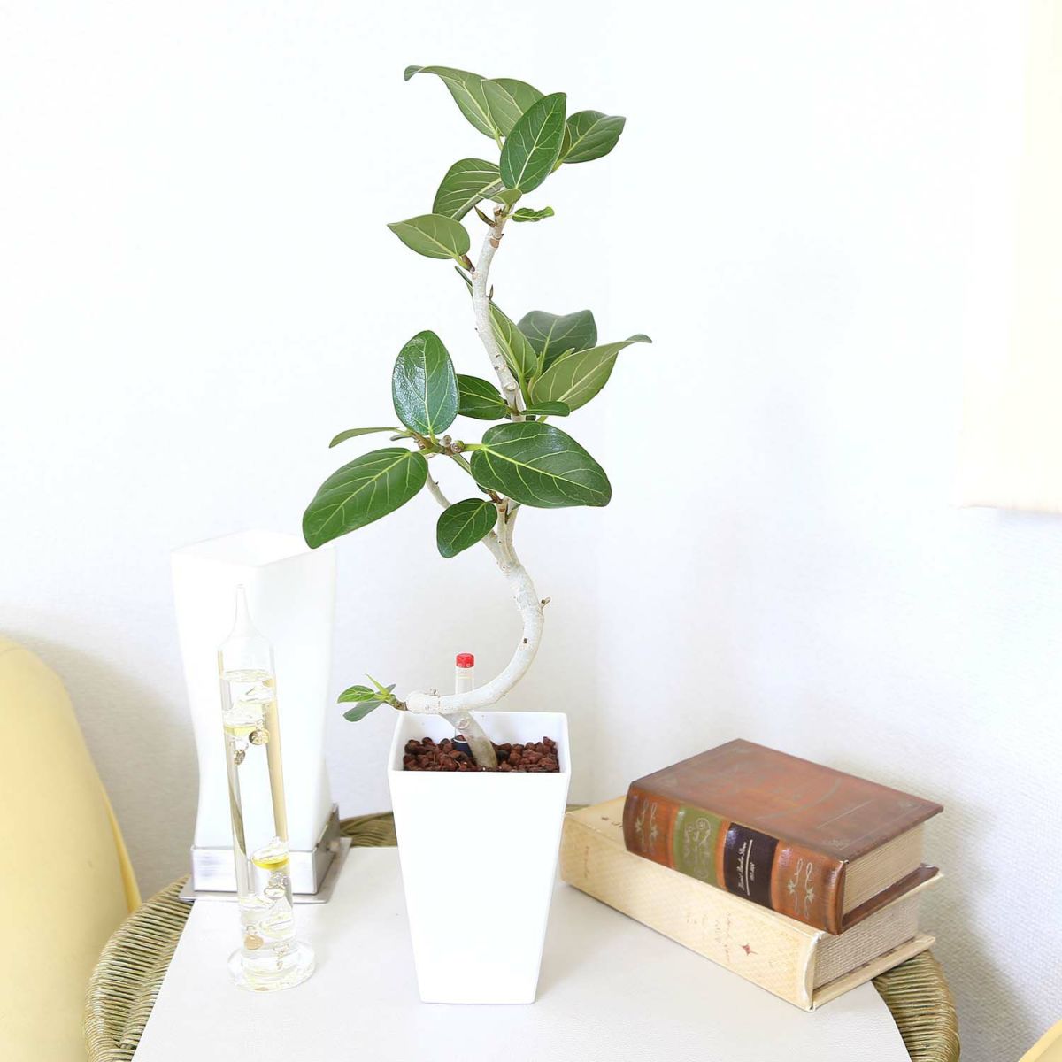 土を使わない 観葉植物 ベンガレンシス ハイドロカルチャー