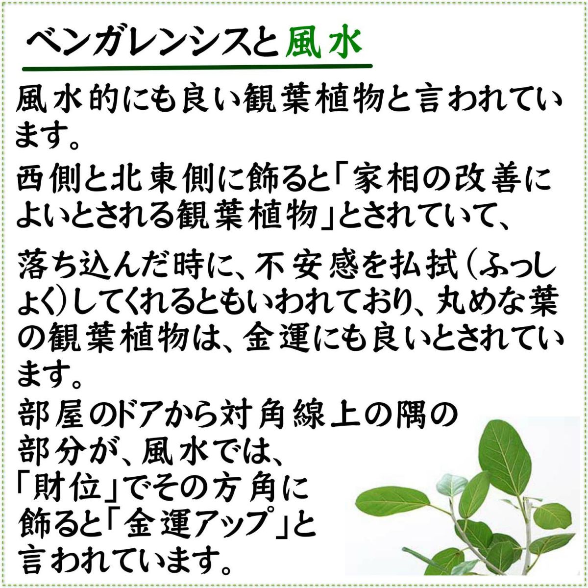 土を使わない 観葉植物 ベンガレンシス ハイドロカルチャー