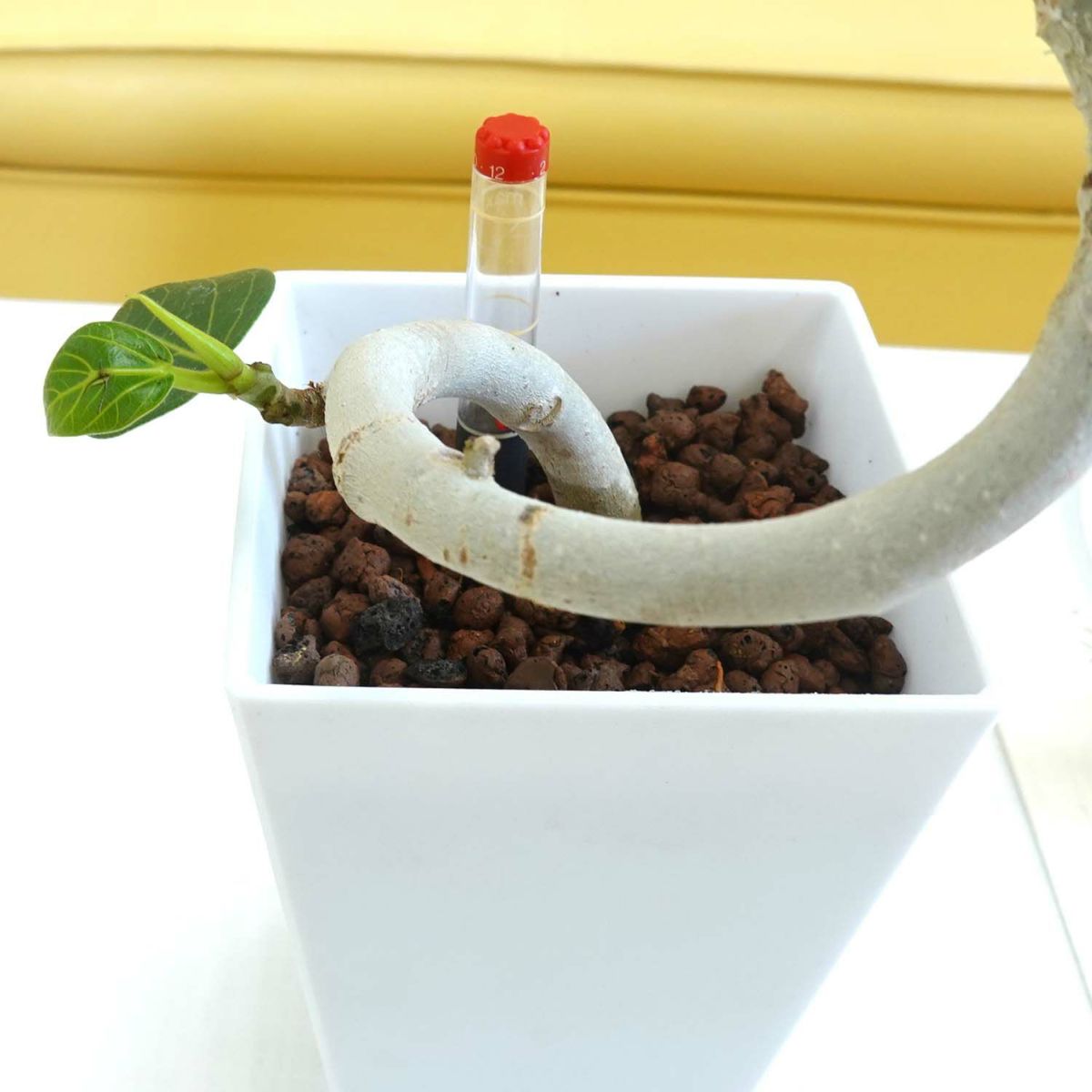 土を使わない 観葉植物 ベンガレンシス ハイドロカルチャー