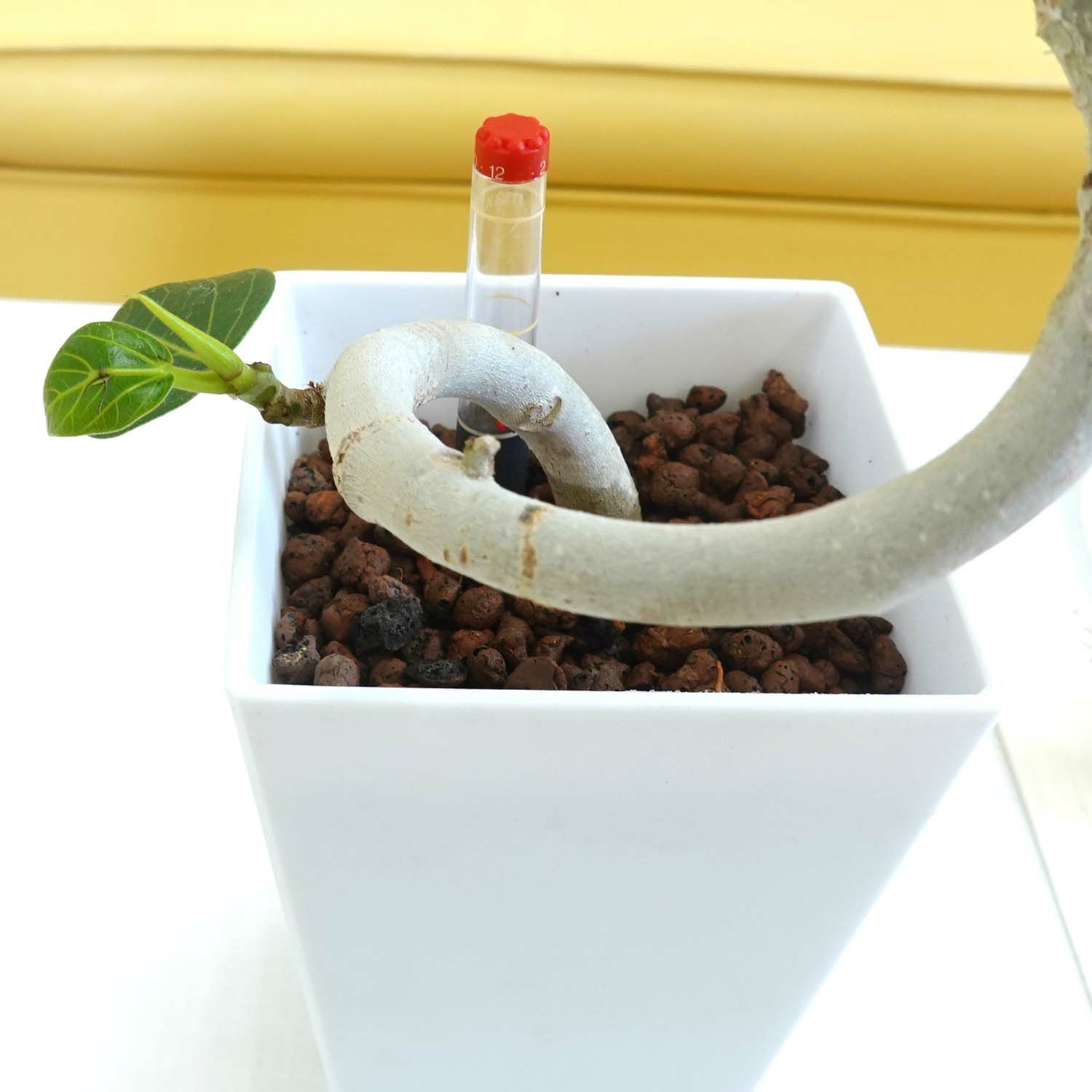 土を使わない 観葉植物 ベンガレンシス ハイドロカルチャー