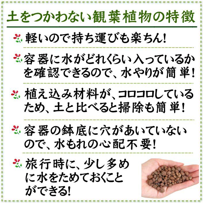 土を使わない観葉植物 ハイドロカルチャー ベンガレンシス
