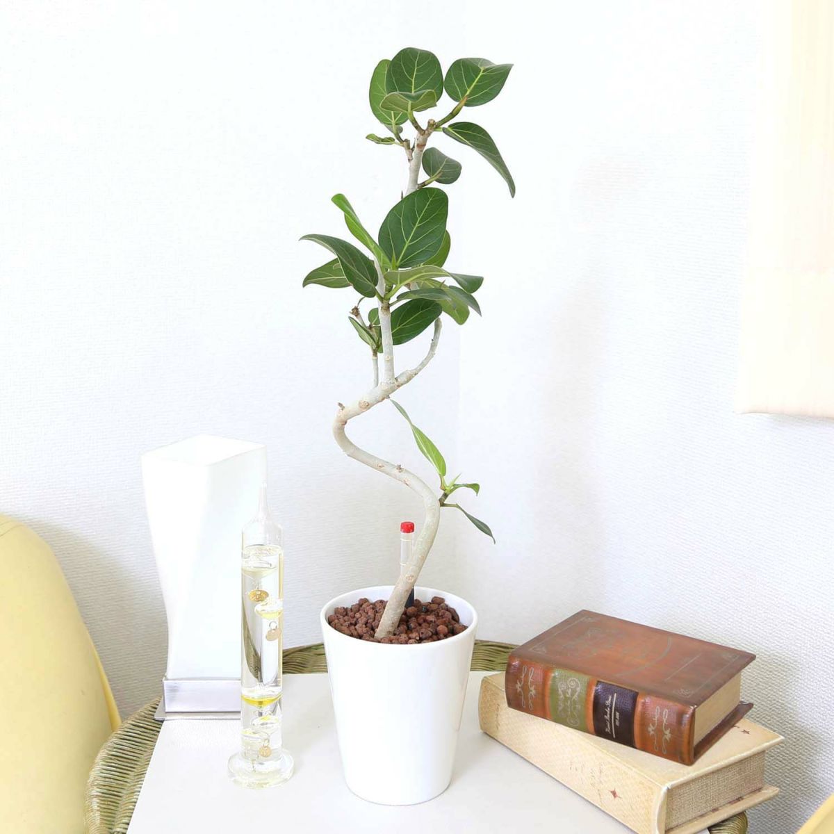 ベンガレンシス・ホワイト陶器鉢 丸形