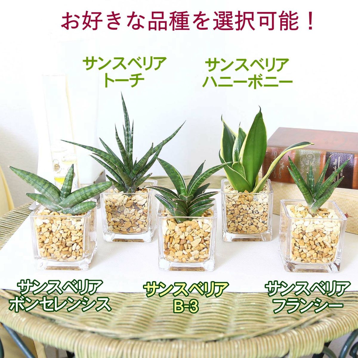 土を使わないで清潔なミニ観葉植物 ゼオライト植え・キューブ