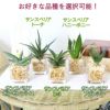 土を使わないで清潔なミニ観葉植物 ゼオライト植え・キューブ