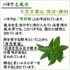 土を使わない観葉植物 パキラ