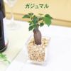 土を使わない観葉植物 ガジュマル