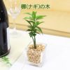 土を使わない観葉植物 ナギの木