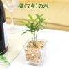 土を使わない観葉植物 マキの木