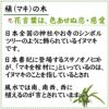 土を使わない観葉植物 マキの木