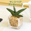 土を使わない観葉植物 サンスベリア ボンセレンシス