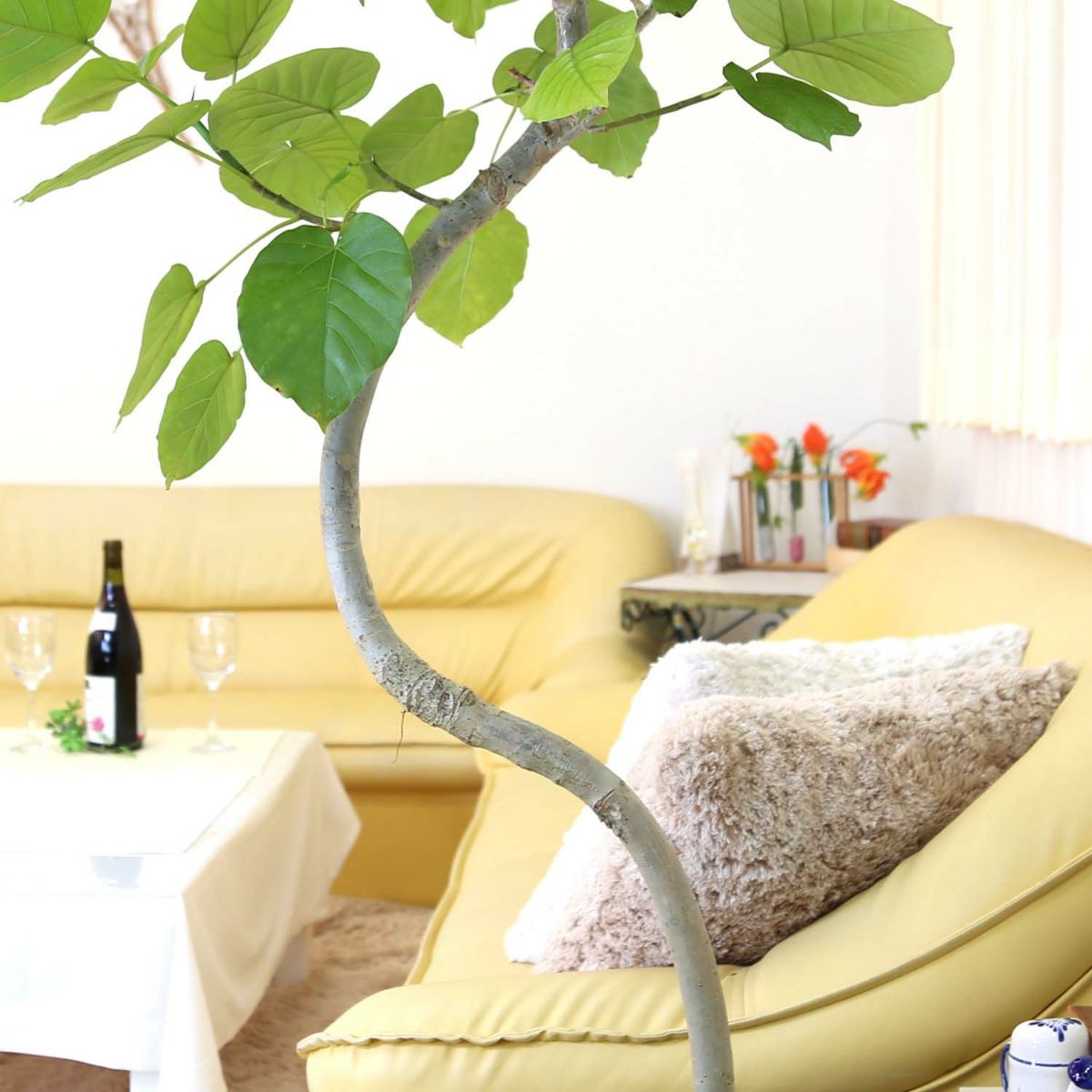 フィカス ウンベラータ 10号 曲がり仕立て