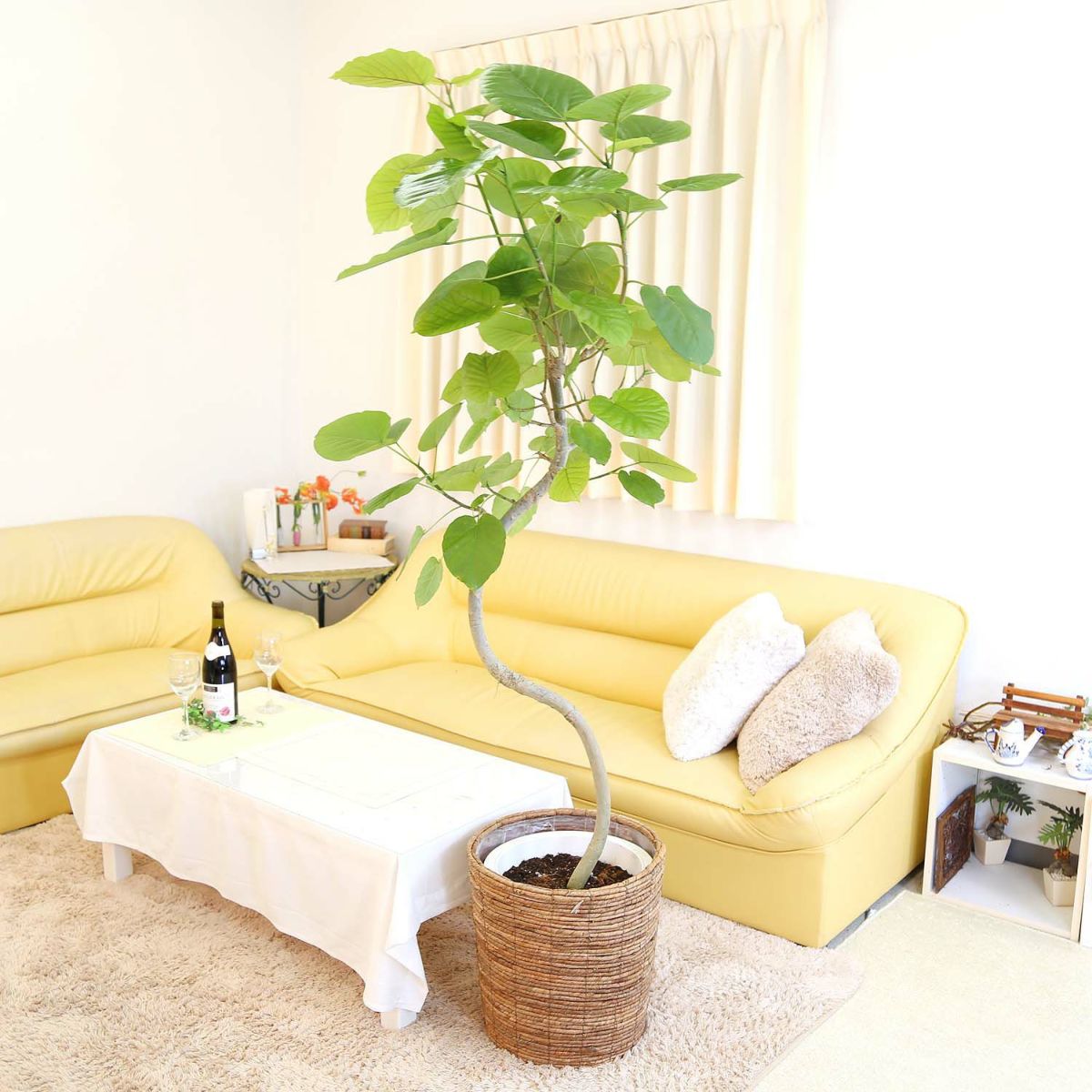 フィカス ウンベラータ 10号 曲がり仕立て