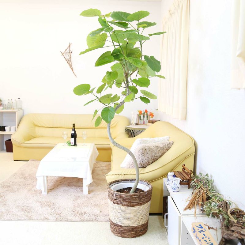 ウンベラータ 曲がり 10号 ストライプバスケット｜ブルーミング