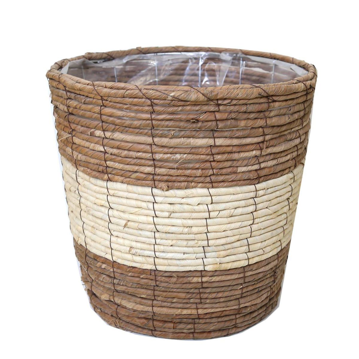 フィカス ウンベラータ 10号 曲がり仕立て