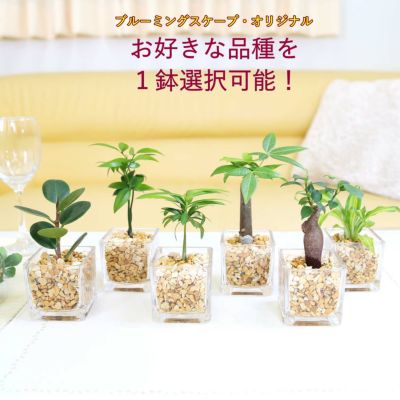 土を使わない清潔感ある観葉植物 ハイドロカルチャー 観葉植物 通販 販売｜ブルーミングスケープ