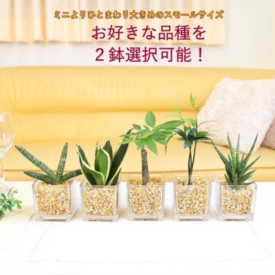 土を使わないで清潔なスモールサイズの観葉植物 ゼオライト植え・キューブ形 ２鉢セット ｜水耕栽培 ハイドロカルチャー レインボークリスタル