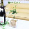 土を使わない観葉植物 ナギの木