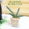 土を使わない観葉植物 サンスベリア ボンセレンシス