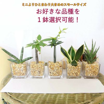 土を使わないで清潔なスモールサイズの観葉植物 ゼオライト植え・キューブ形 １鉢 ｜水耕栽培 ハイドロカルチャー レインボークリスタル