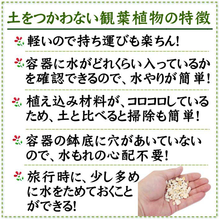 スモールサイズの観葉植物 ゼオライト植え