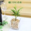 スモールサイズの観葉植物 ゼオライト植え マキの木