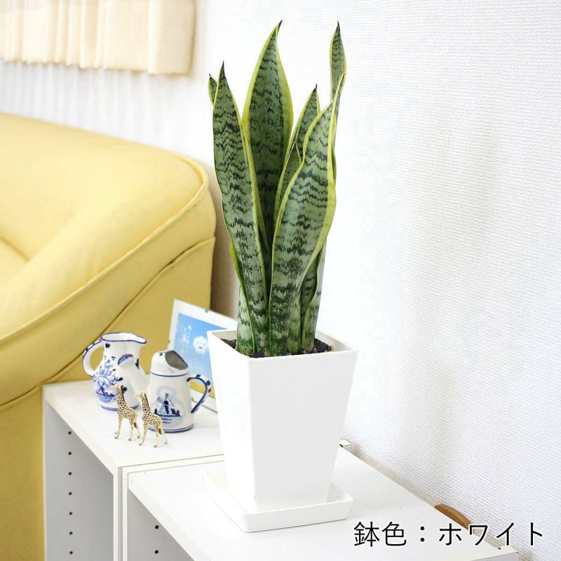 サンスベリア 5号 スクエアプラスチック鉢 「ブラック」