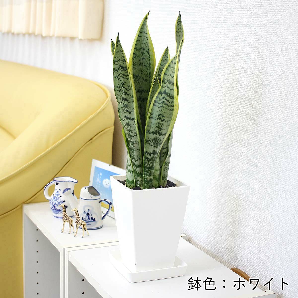 サンスベリア 5号 スクエアプラスチック鉢 「ブラック」