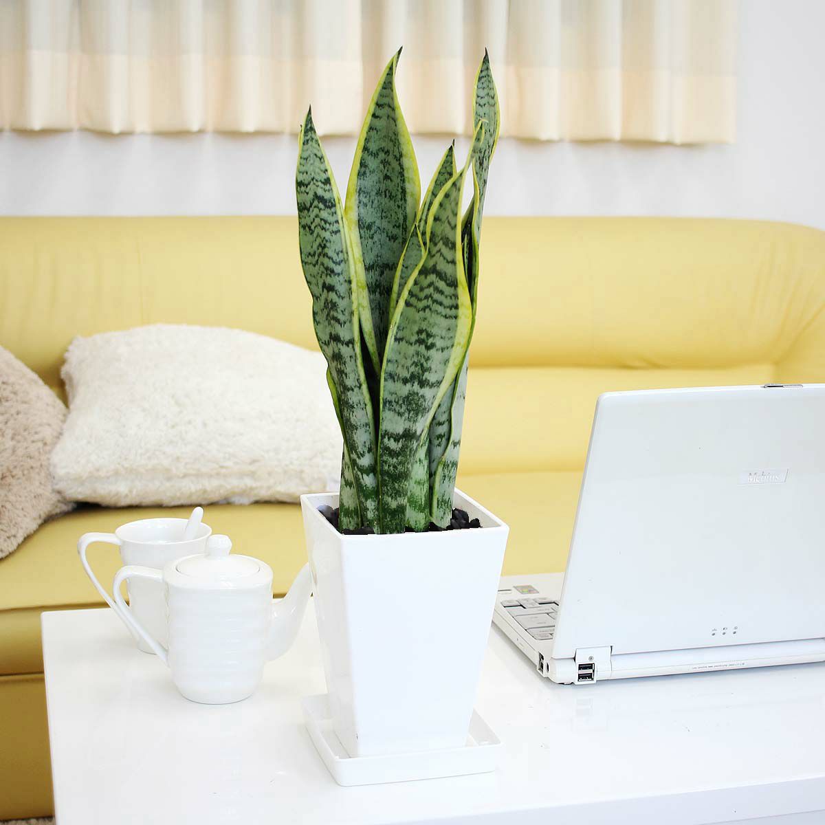 サンスベリア 5号 スクエアプラスチック鉢 「ブラック」