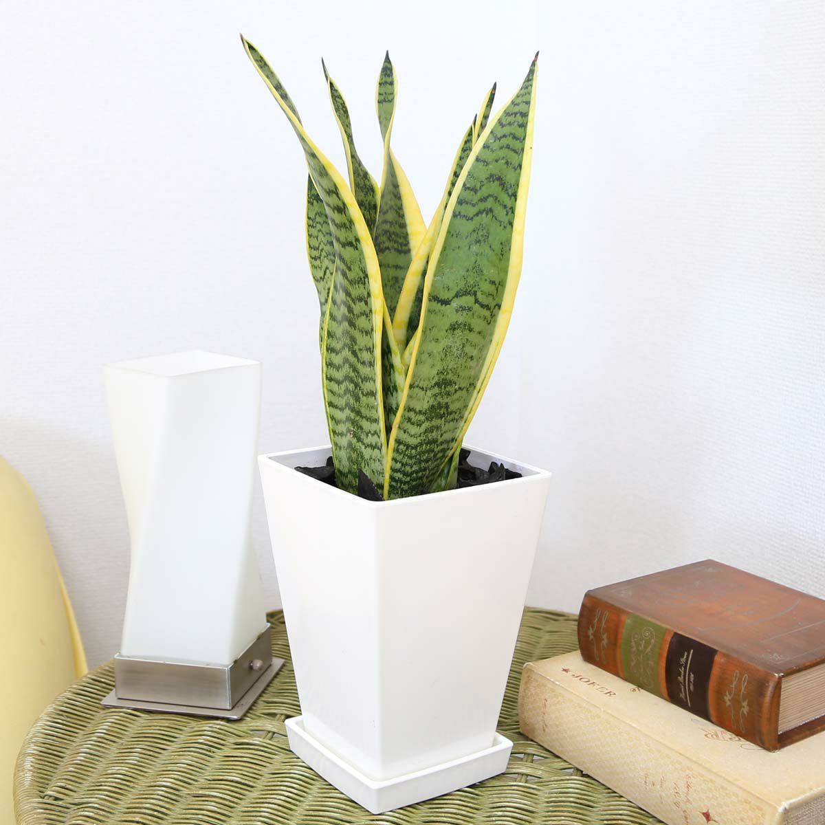 サンスベリア 5号 スクエアプラスチック鉢 「ブラック」