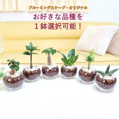 土を使わないで清潔なミニ観葉植物 ハイドロボール植え＋苔がつきにくい化粧石・ガラス容器 丸形 １鉢 ｜水耕栽培 ハイドロカルチャー レインボークリスタル