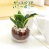 土を使わないで清潔なミニ観葉植物 サンスベリア ハニーボニー