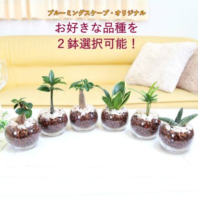 土を使わないで清潔なミニ観葉植物 ハイドロボール植え＋苔がつきにくい化粧石・ガラス容器 丸形 ２鉢 ｜水耕栽培 ハイドロカルチャー レインボークリスタル