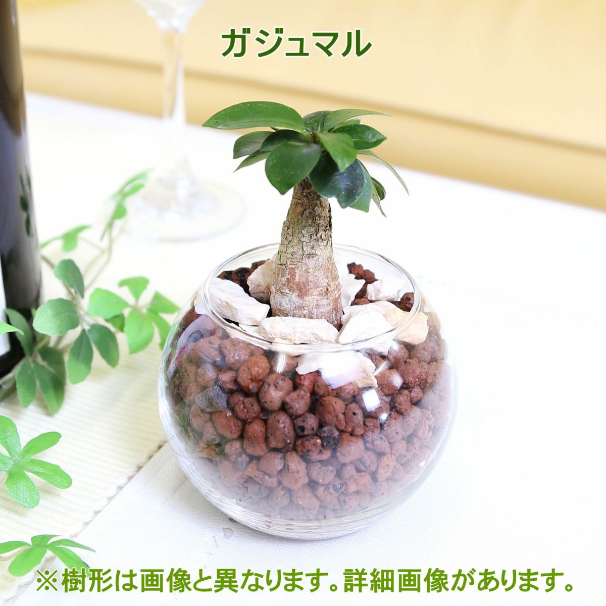 土を使わないで清潔なミニ観葉植物 ハイドロボール植え ガジュマル